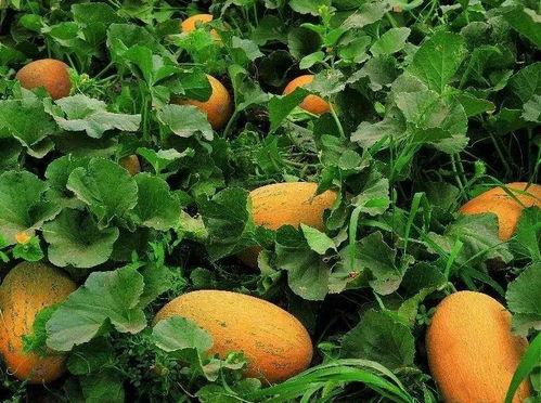 哈密吃哈密瓜,探寻哈密吃哈密瓜的独特风情