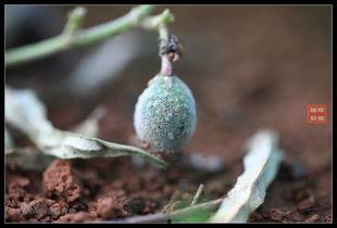 小金娃吃瓜,小金娃的甜蜜瓜果时光