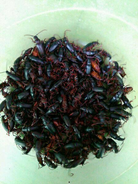 牛角虫吃瓜,一场生态与自然的和谐交响