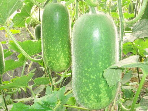 调皮吃瓜视频大全